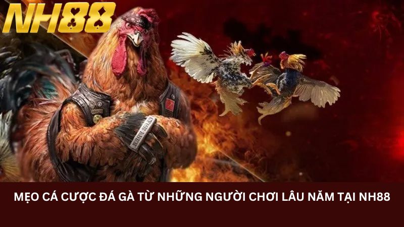 Mẹo cá cược đá gà từ những người chơi lâu năm tại NH88