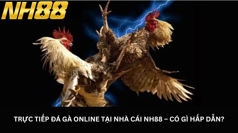 Trực tiếp đá gà online tại nhà cái NH88 – Có gì hấp dẫn?