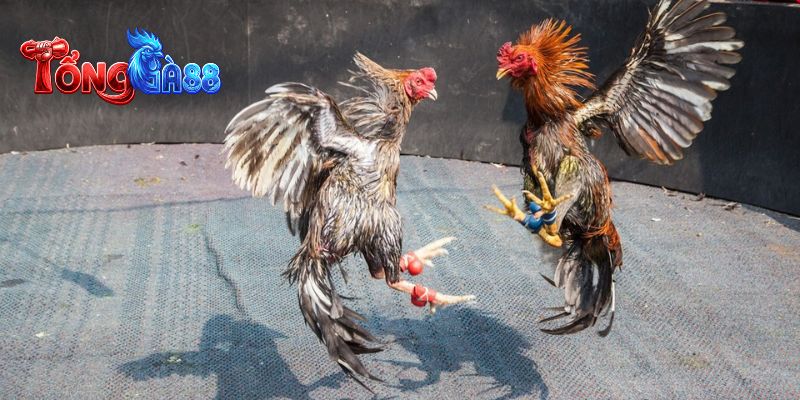 Bồ gà CPC4 lại thiên về yếu tố chiến thuật và sự tính toán 