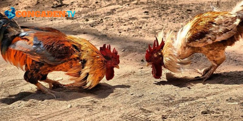 Công nghệ phát sóng hiện đại bậc nhất khu vực 