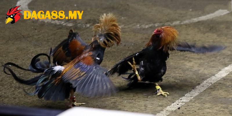DAGA 88 thiên đường đá gà trực tiếp sôi động bậc nhất