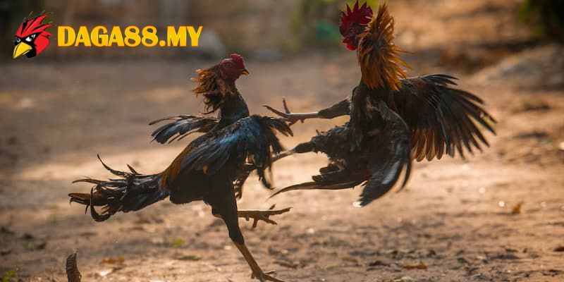 Đấu trường kịch tính nghẹt thở trong từng đòn đánh hủy diệt