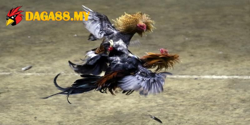 Độc quyền những trận đấu nảy lửa từ đấu trường quốc tế