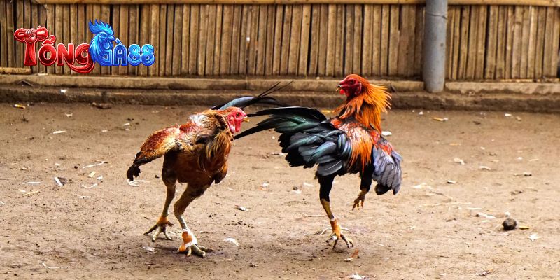 Hệ thống phát sóng đa dạng với đầy đủ các bồ gà nổi tiếng
