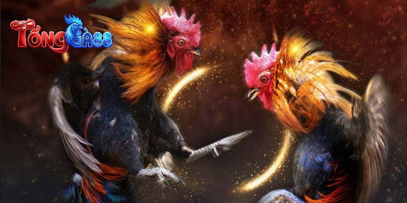 Hệ thống phát sóng trực tiếp được xây dựng từ nhiều bồ gà