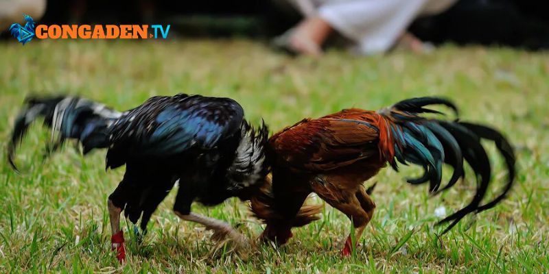 Lựa chọn kết nối tin cậy bảo vệ thiết bị người dùng 