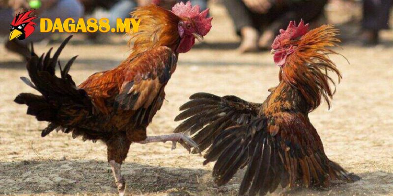 Sàn diễn đẳng cấp của những ngôi sao hạng nhất