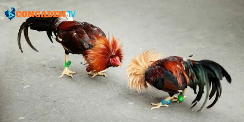Tận hưởng góc quay đa chiều siêu chân thực 