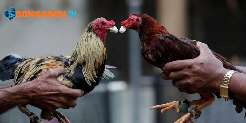 Thế giới chiến kê hội tụ đầy đủ giải đấu lớn 