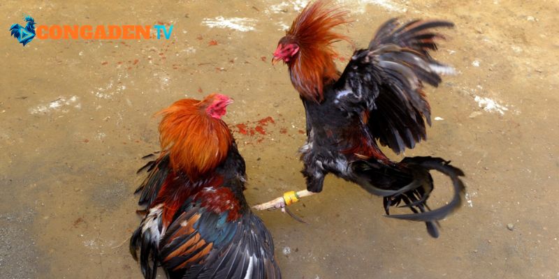 Trải nghiệm đá gà trực tiếp mượt mà không độ trễ 