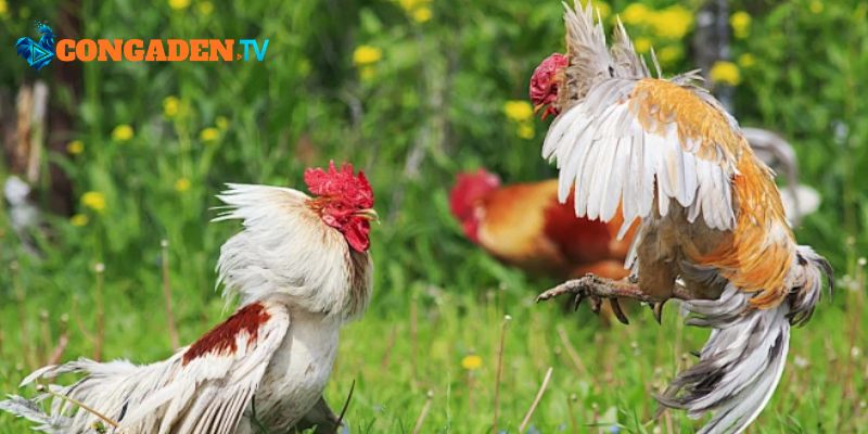 Xem lại các trận đá gà đỉnh cao sắc nét 