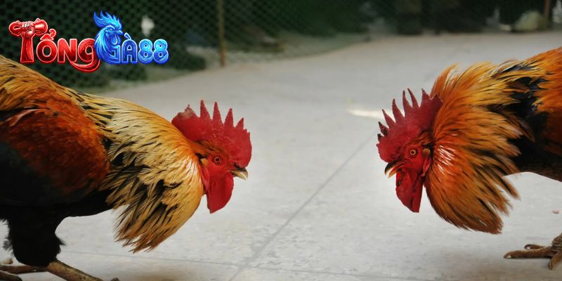 Hệ sinh thái giải trí số một với độ bảo mật tuyệt đối