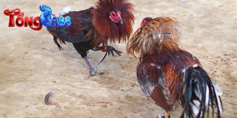 Tuyệt đỉnh gà tre với những đòn đánh chớp nhoáng
