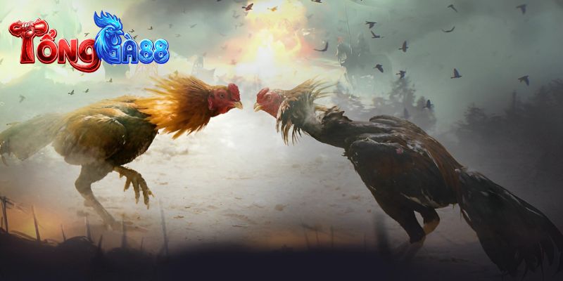 TỔNG GÀ 88 nơi hội tụ những trận thư hùng rực lửa 