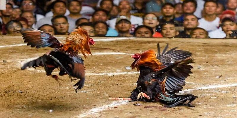 Nhà Cái Fly88 - Đỉnh Cao Cá Cược Trực Tuyến Thế Hệ Mới